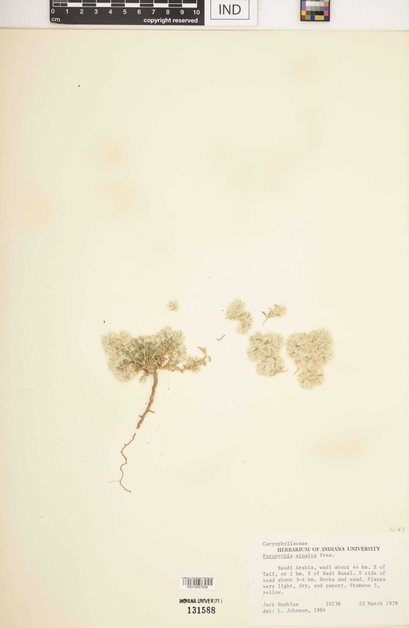 Paronychia sinaica image