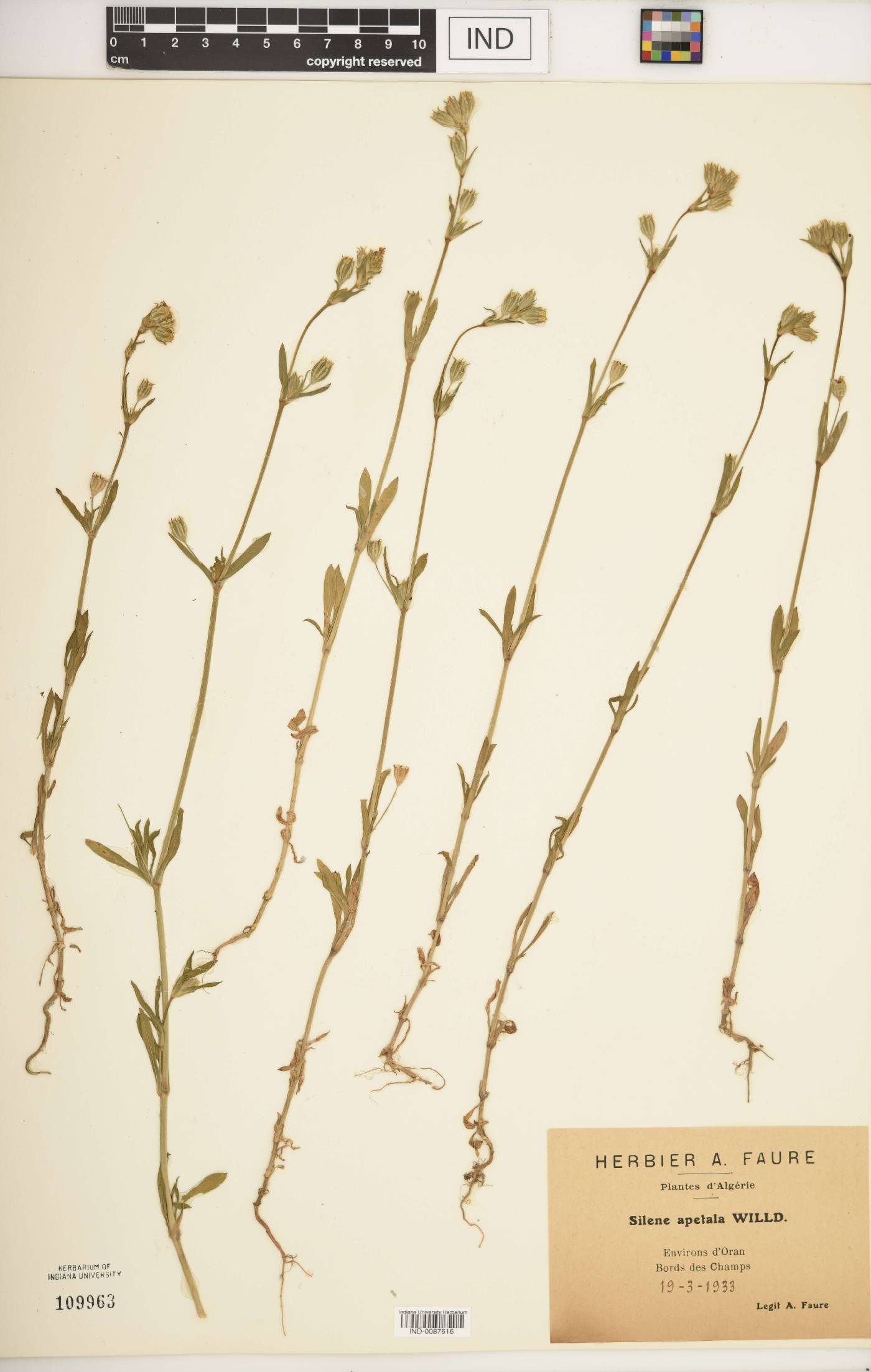 Silene apetala image