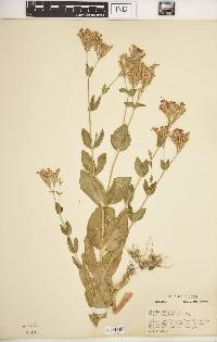 Silene armeria image