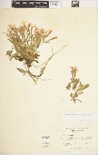 Silene caroliniana image