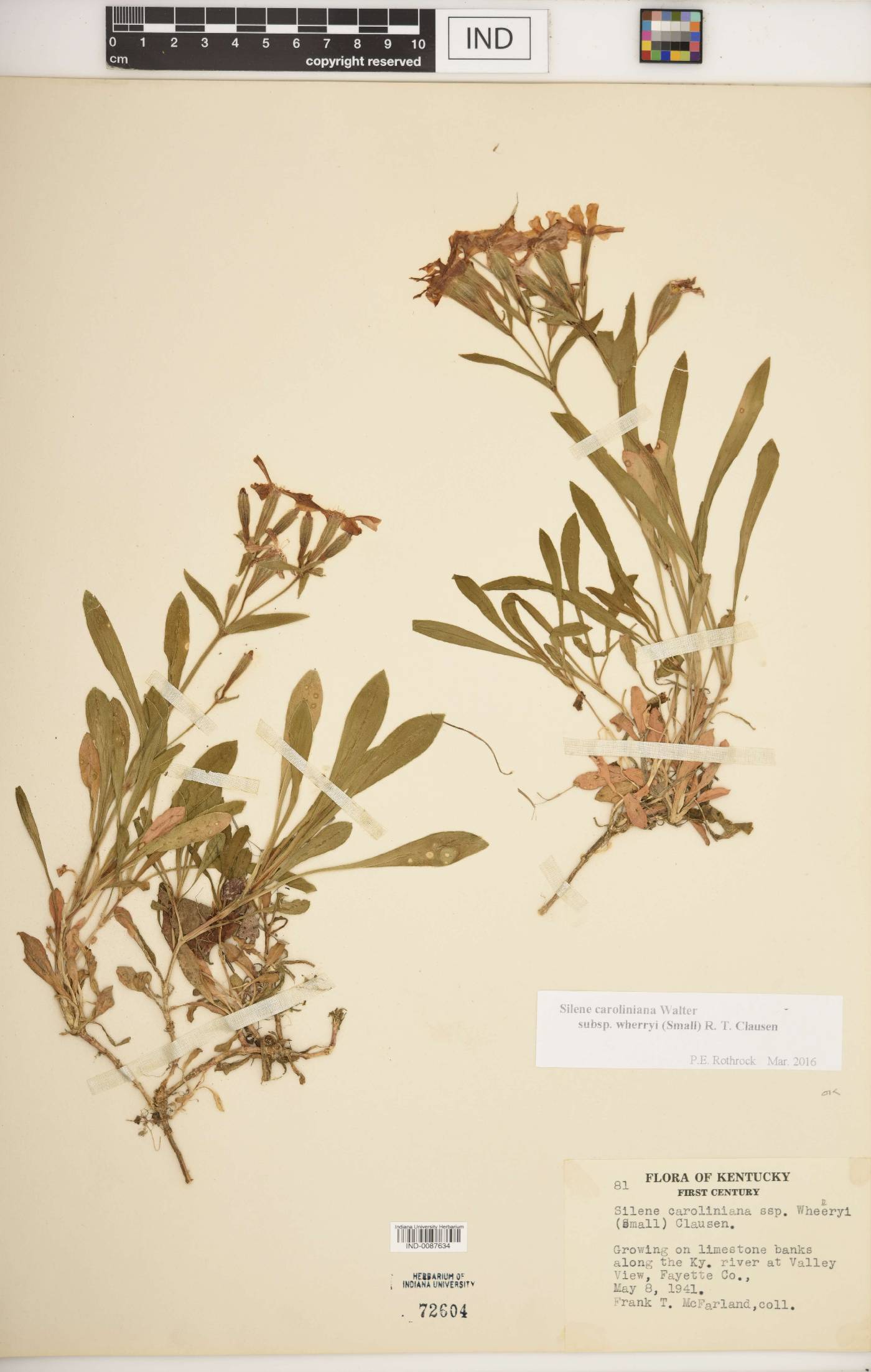 Silene caroliniana image