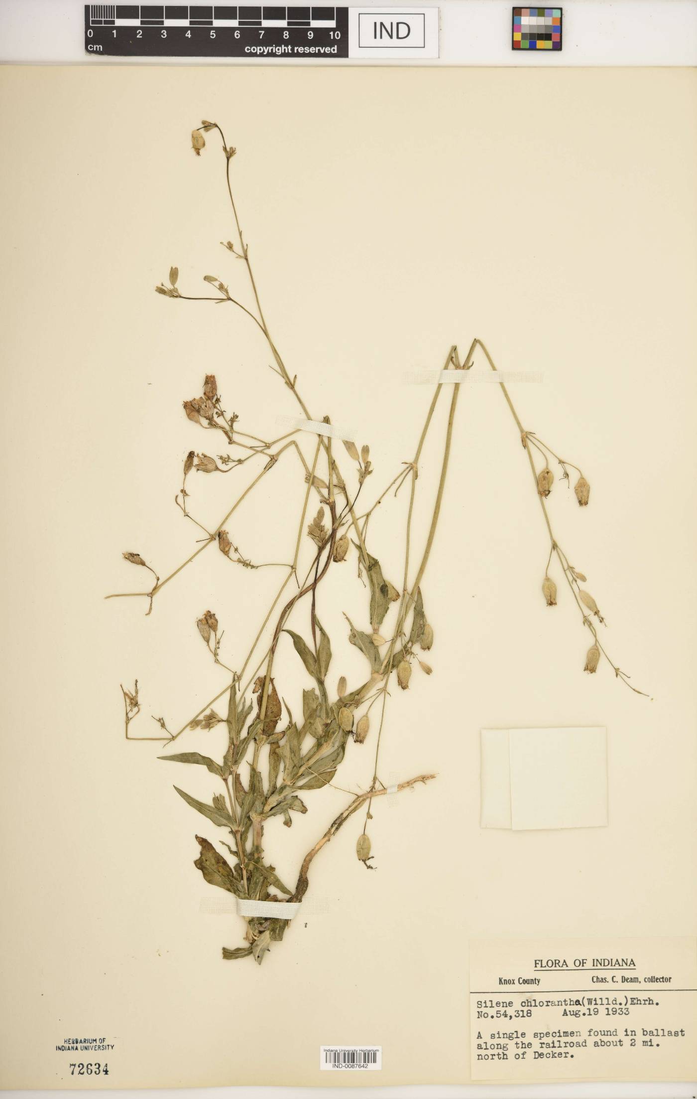 Silene chlorantha image