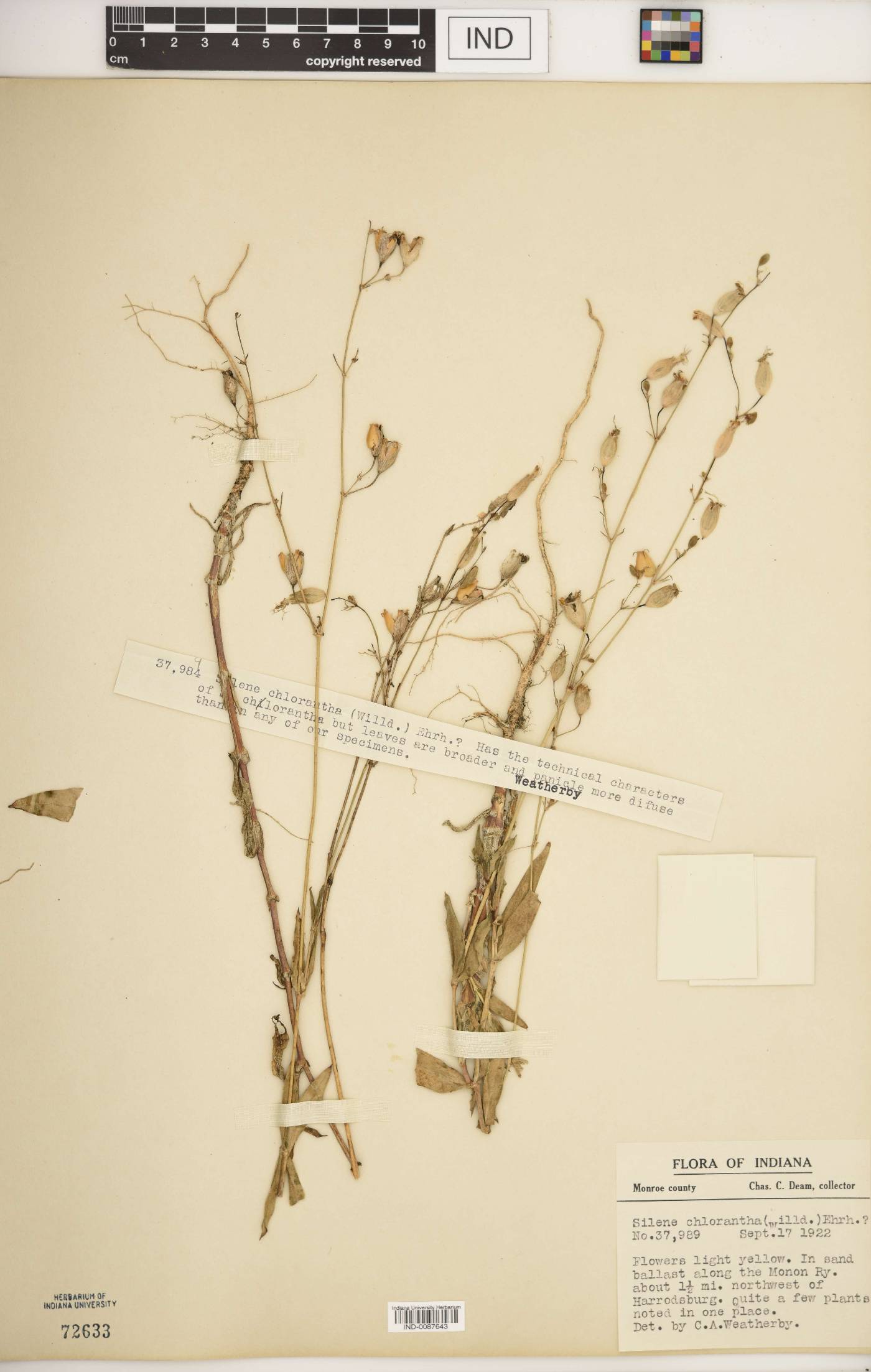 Silene chlorantha image