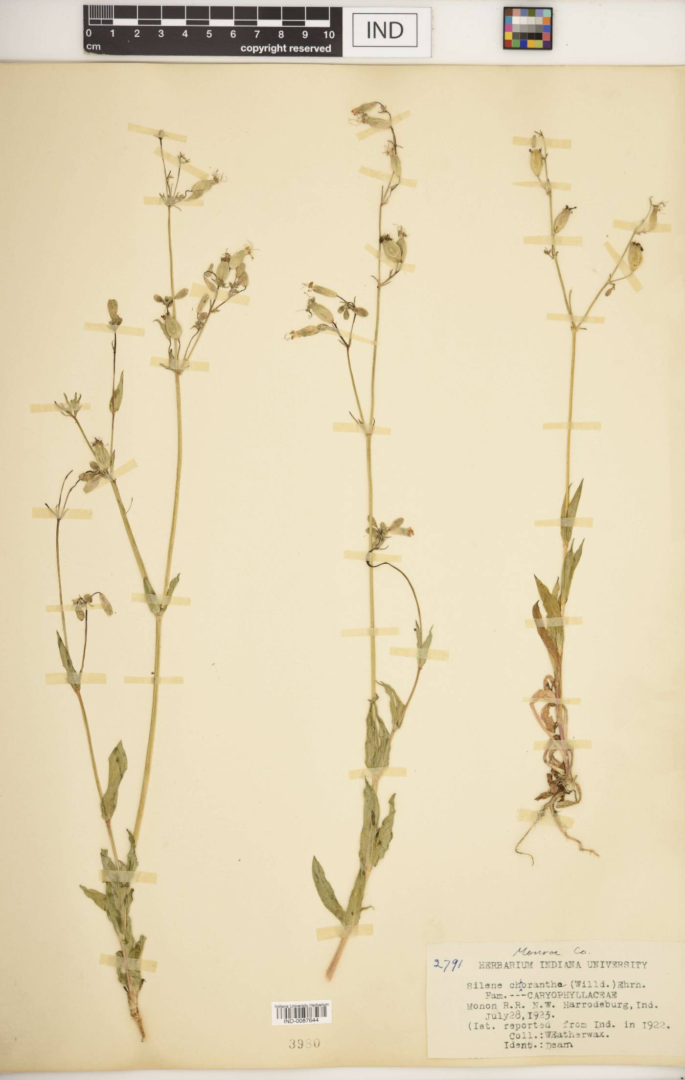 Silene chlorantha image