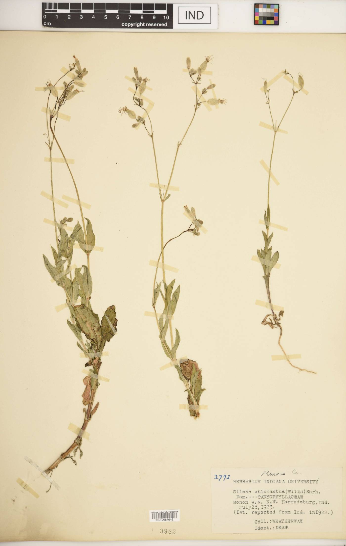 Silene chlorantha image