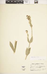 Silene coronaria image