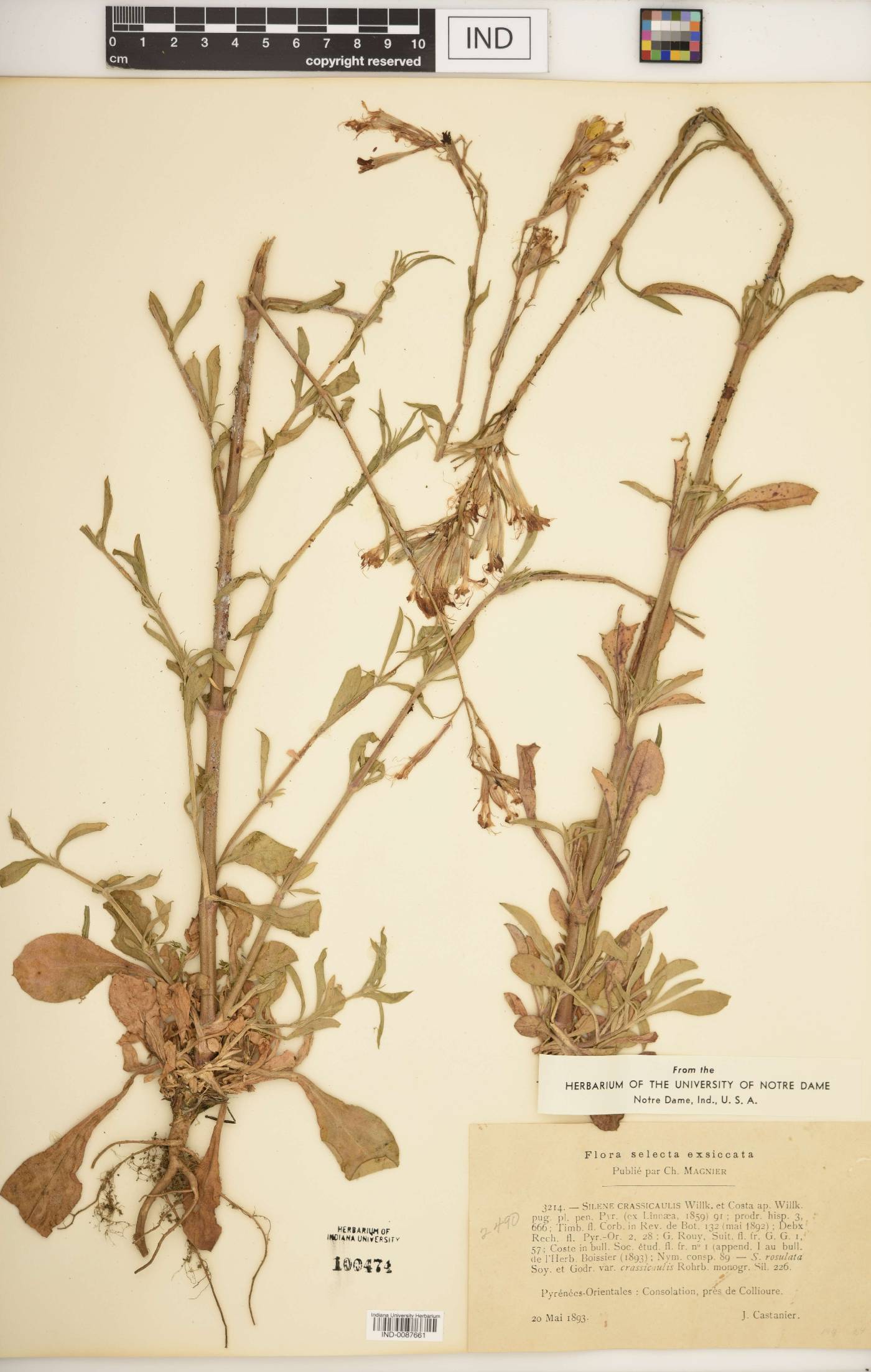 Silene crassicaulis image