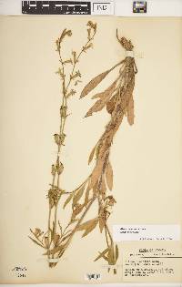 Silene dichotoma image