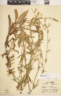 Silene dichotoma image