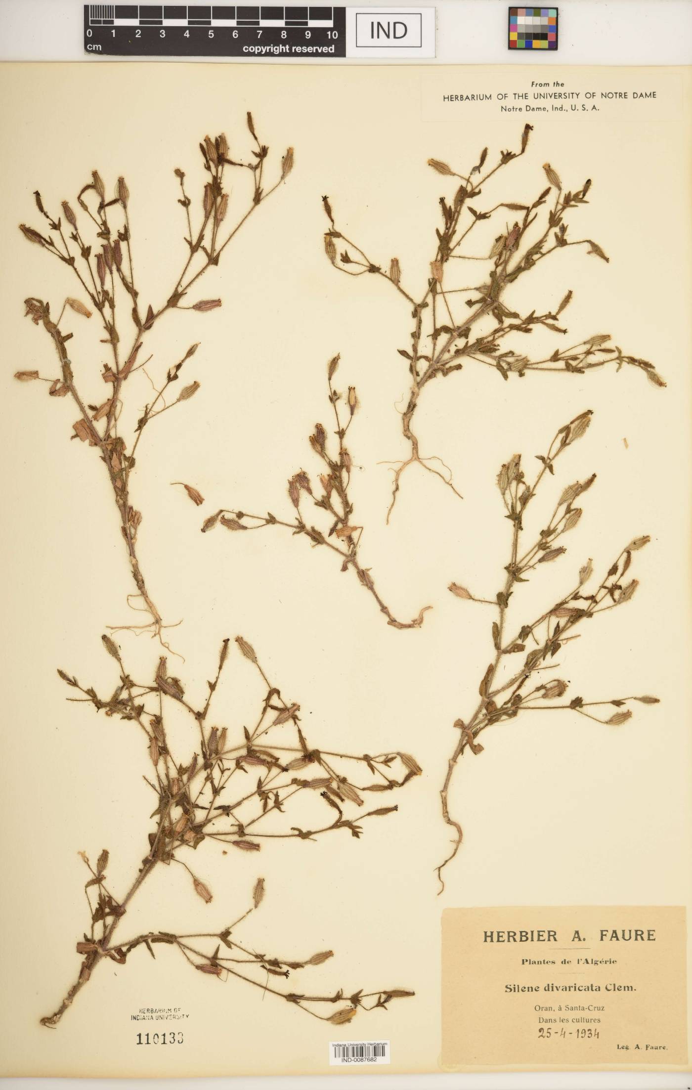 Silene divaricata image