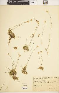 Silene fruticulosa image