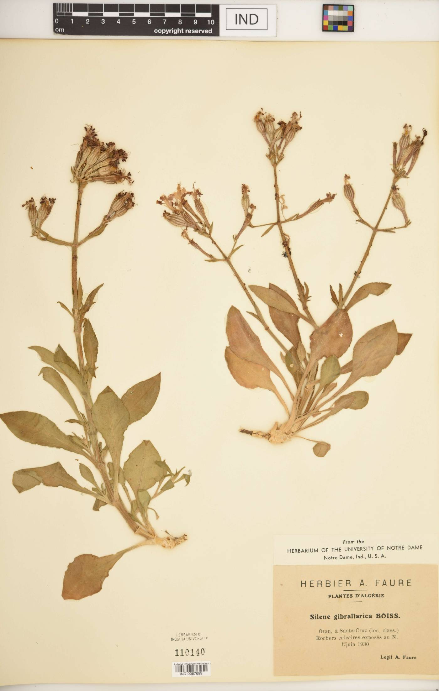 Silene gibraltarica image