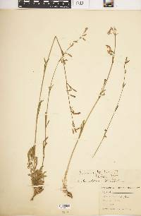 Silene italica image