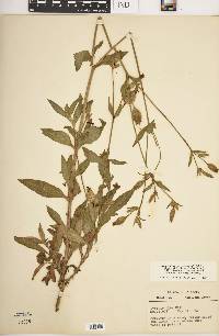 Silene latifolia image