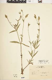 Silene latifolia image