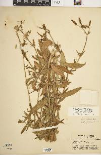 Silene latifolia image