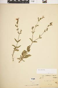 Silene latifolia image