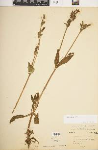 Silene latifolia image