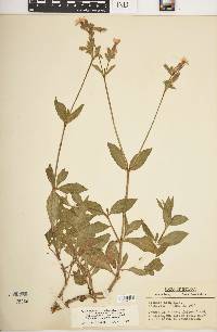 Silene latifolia image