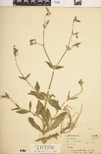 Silene latifolia image