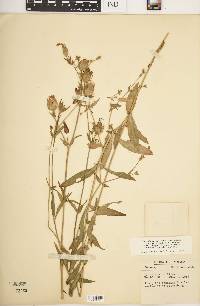 Silene latifolia image