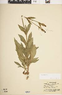 Silene latifolia image