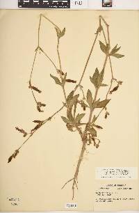 Silene latifolia image