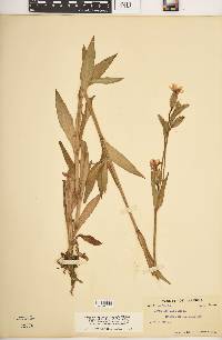 Silene latifolia image