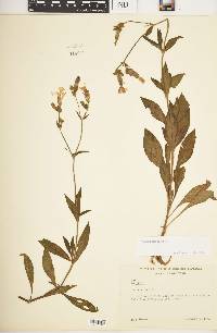 Silene latifolia image