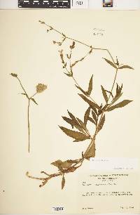 Silene latifolia image