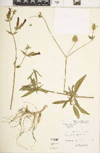 Silene latifolia image