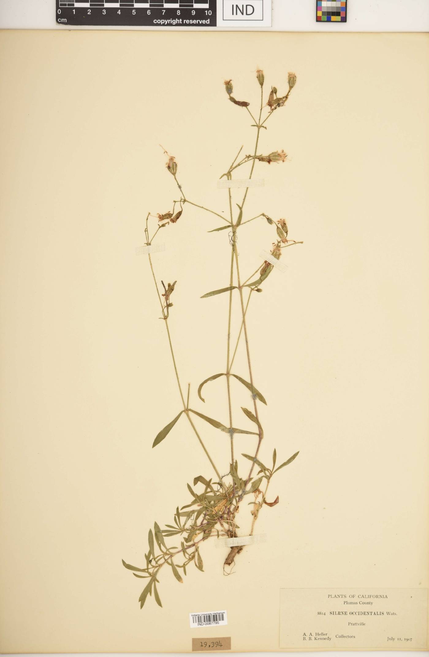 Silene occidentalis image