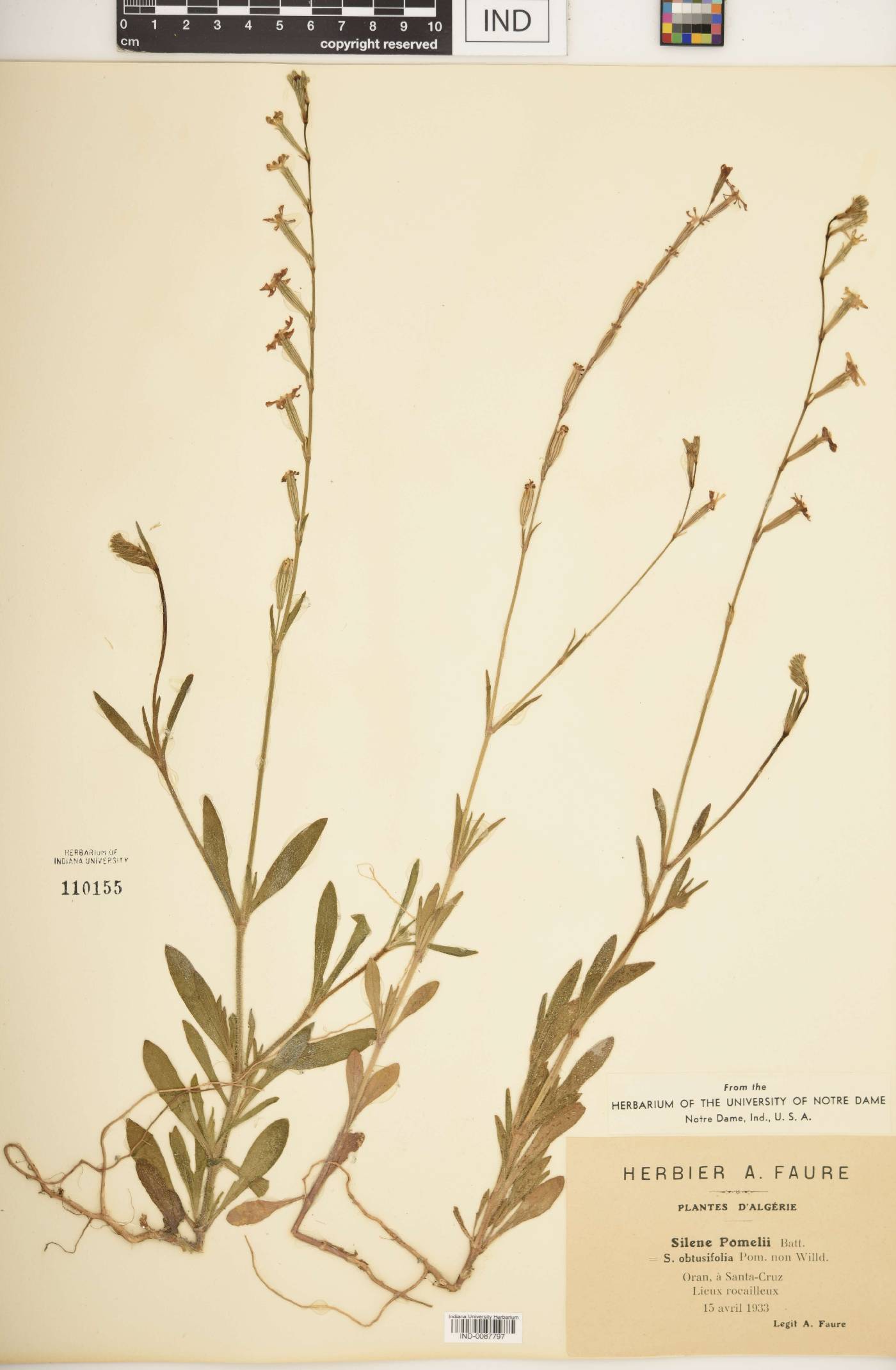 Silene pomelii image