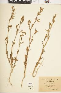 Silene ramosissima image
