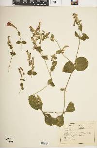 Silene rotundifolia image