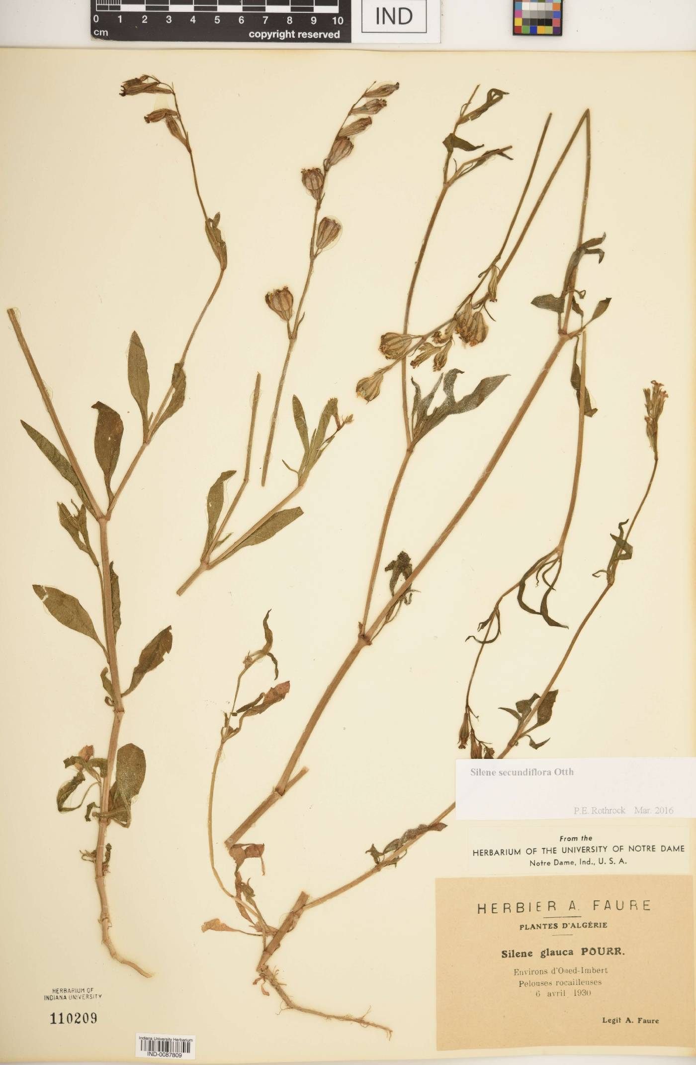 Silene secundiflora image