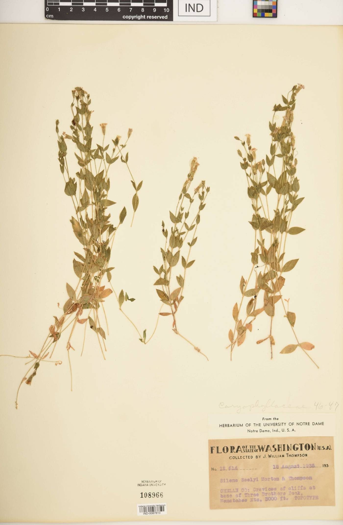 Silene seelyi image