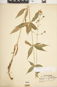 Silene stellata image