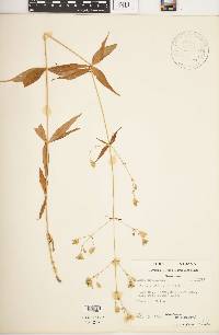 Silene stellata image