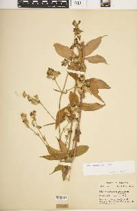 Silene stellata image