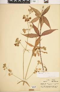 Silene stellata image