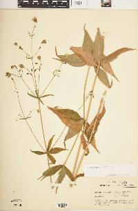 Silene stellata image