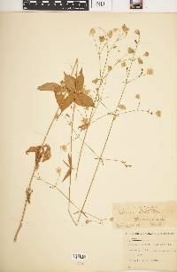 Silene stellata image