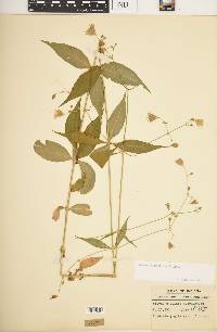 Silene stellata image