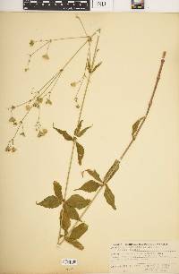 Silene stellata image