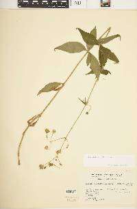 Silene stellata image