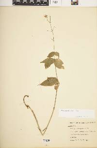 Silene stellata image