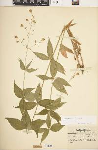 Silene stellata image