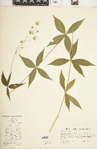 Silene stellata image