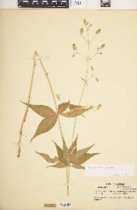 Silene stellata image